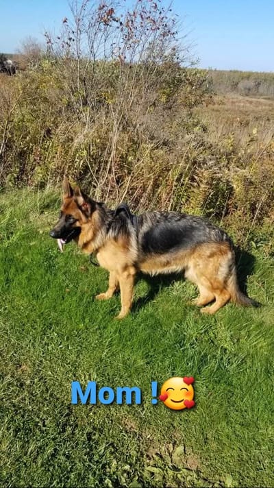 WELCOME TO MY SITE/MY BEAUTIES AND THEIR ADORABLE PUPPIES!  scroll way down/lots of info/ty! image