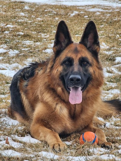 WELCOME TO MY SITE/MY BEAUTIES AND THEIR ADORABLE PUPPIES!  scroll way down/lots of info/ty! image