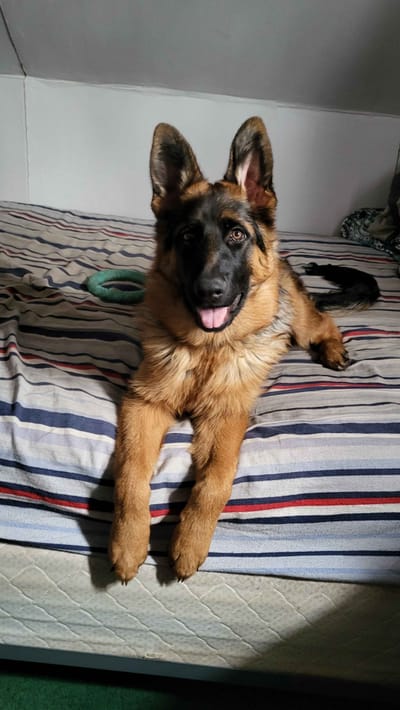 WELCOME TO MY SITE/MY BEAUTIES AND THEIR ADORABLE PUPPIES!  scroll way down/lots of info/ty! image