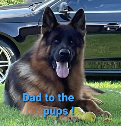 WELCOME TO MY SITE/MY BEAUTIES AND THEIR ADORABLE PUPPIES!  scroll way down/lots of info/ty! image