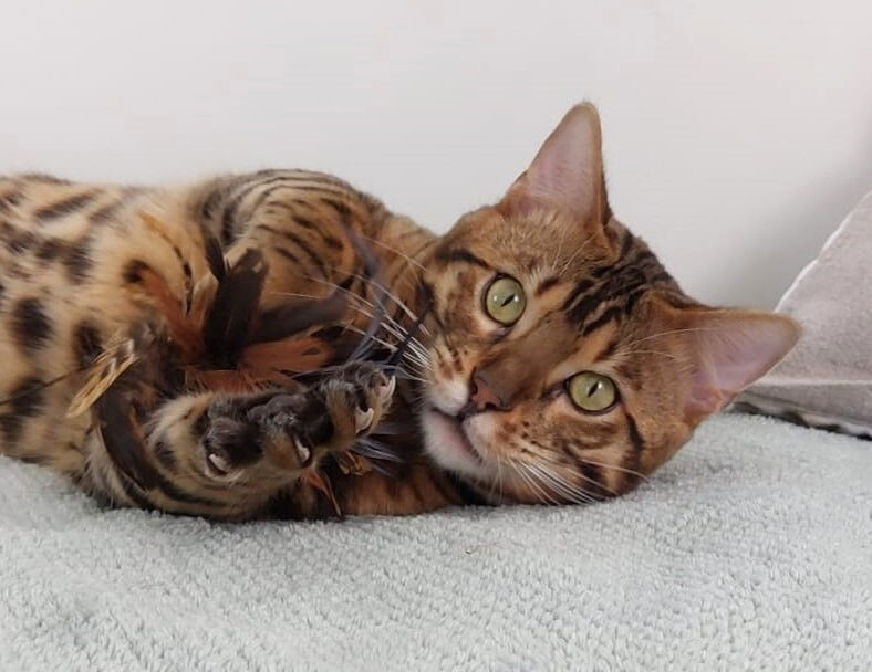 Legend Catalea (Champion Chaton)