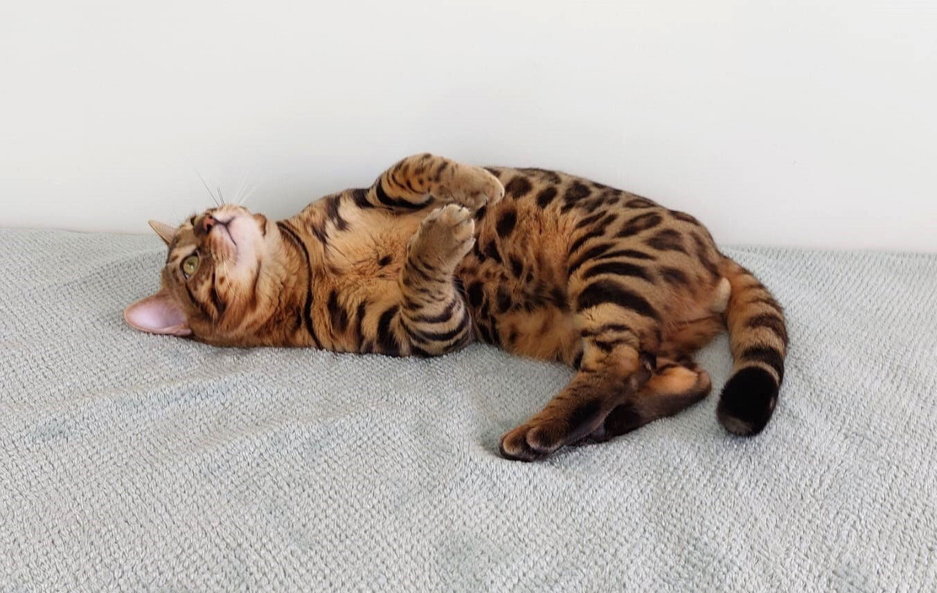 Legend Catalea (Champion Chaton)