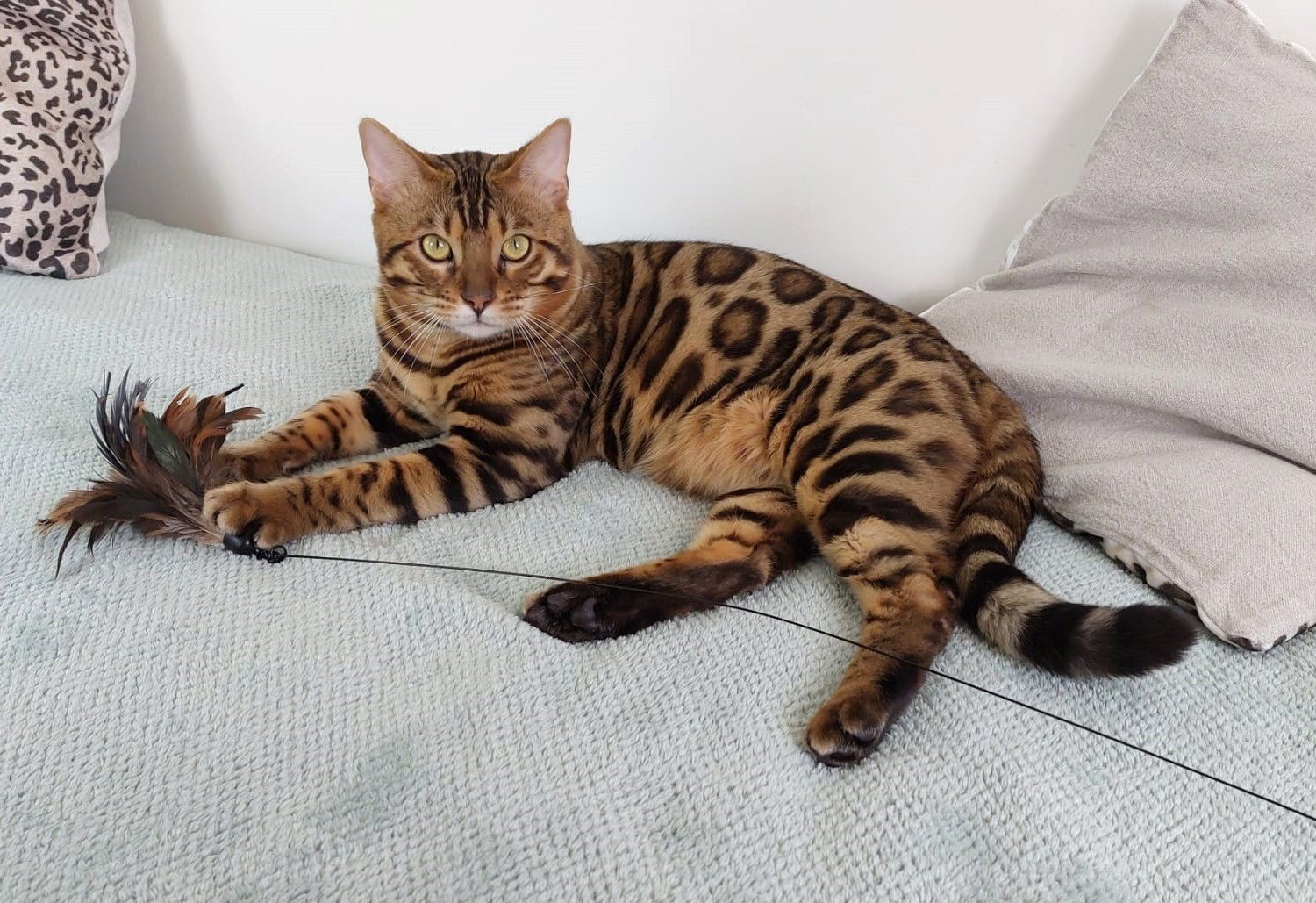 Legend Catalea (Champion Chaton)