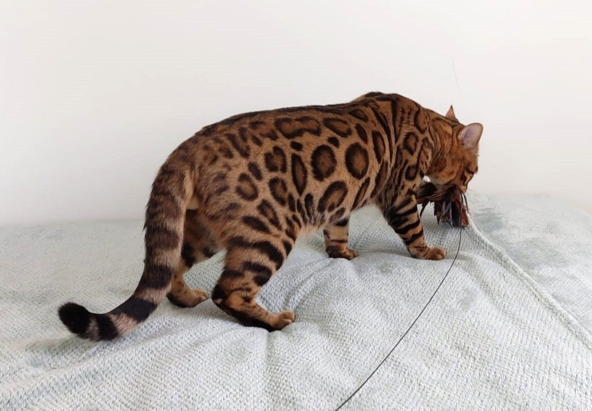 Legend Catalea (Champion Kitten)