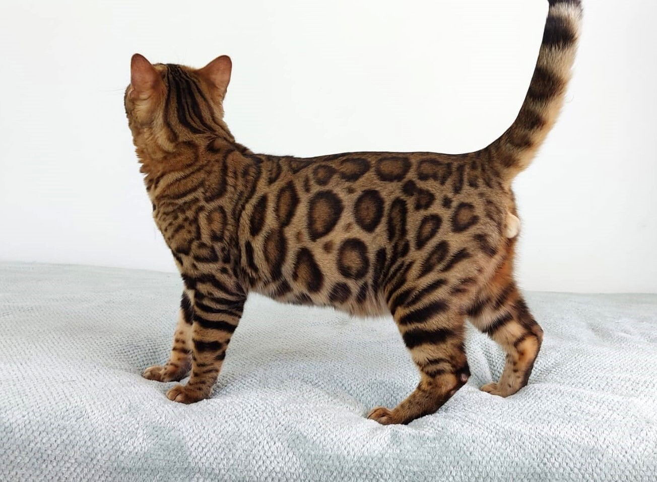 Legend Catalea (Champion Kitten)