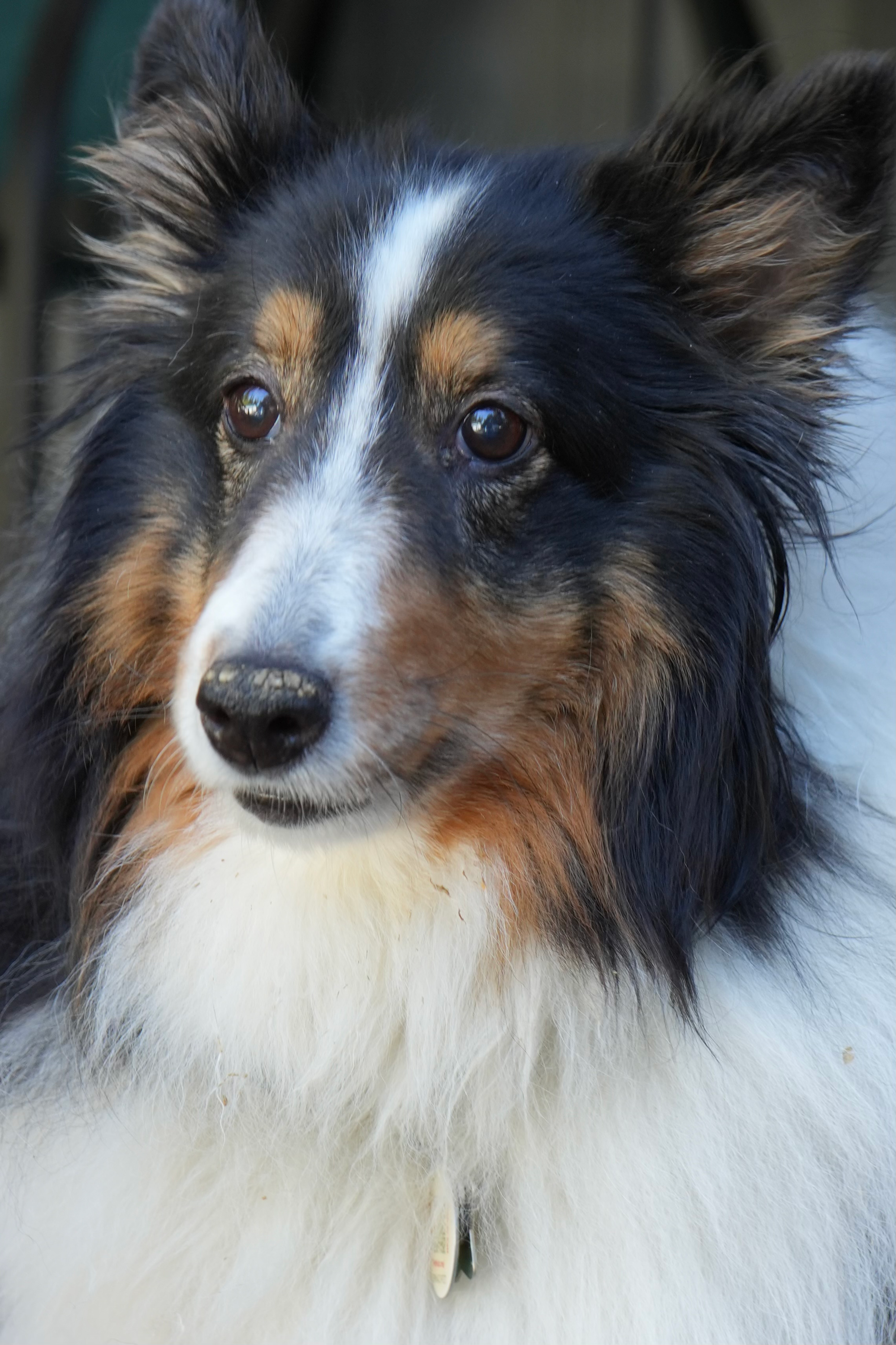 Xennah – The Sheltie with a Wild Side