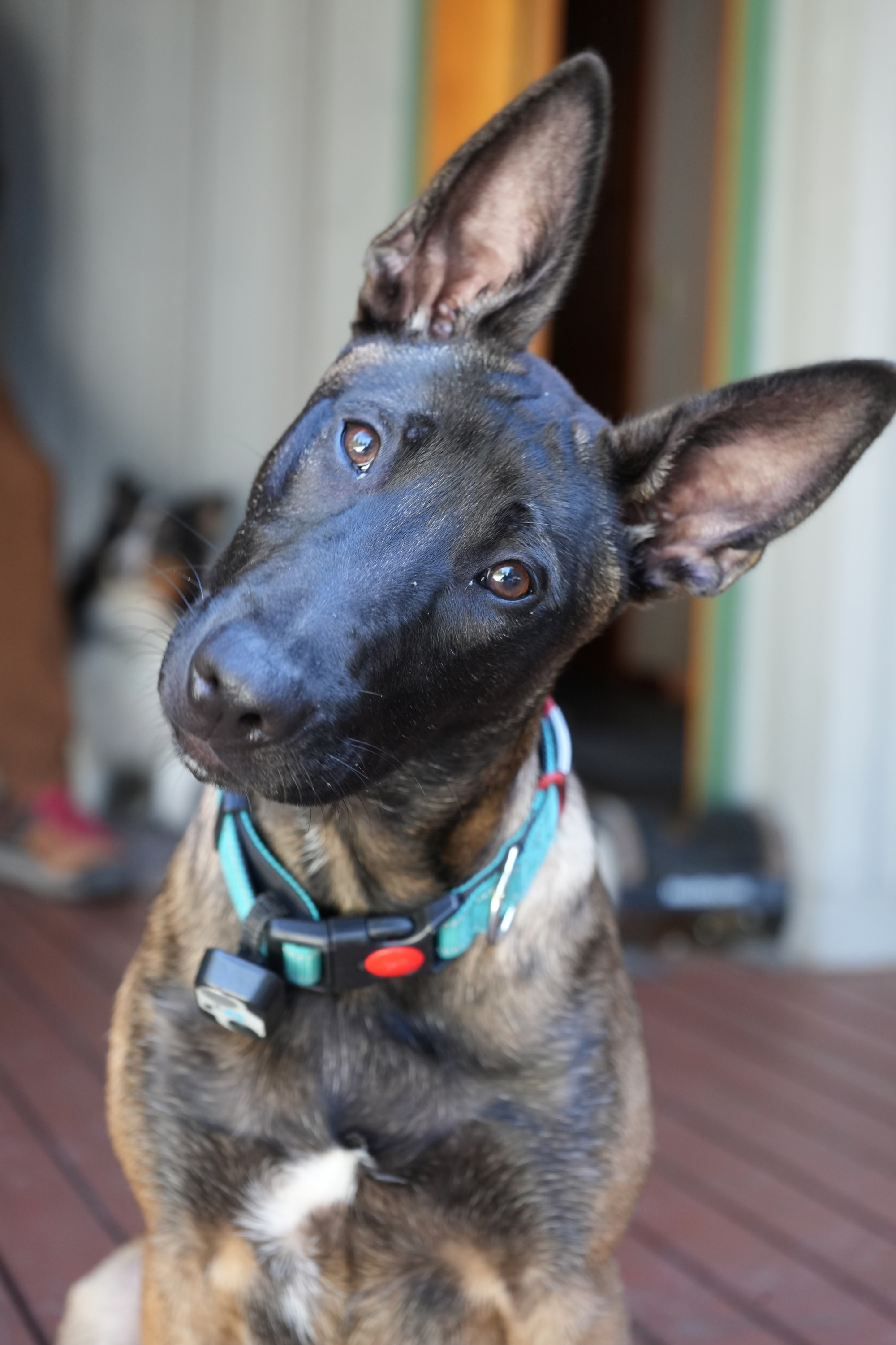 Xantha Magical Maiden of Whispering X – The Belgian Malinois with a Drive for Obedience and Protection