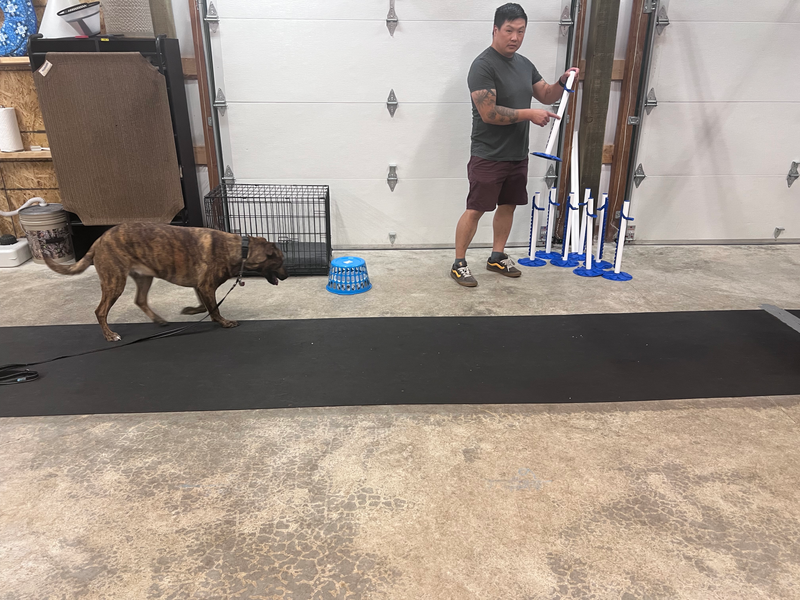 Puppy Stage 2 New Student: Thursdays 6:00pm to 7:00pm April/May 2025