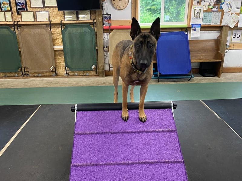Beginning Agility  Fridays 6:30pm to 7:30pm Oct/Nov/Dec 2025