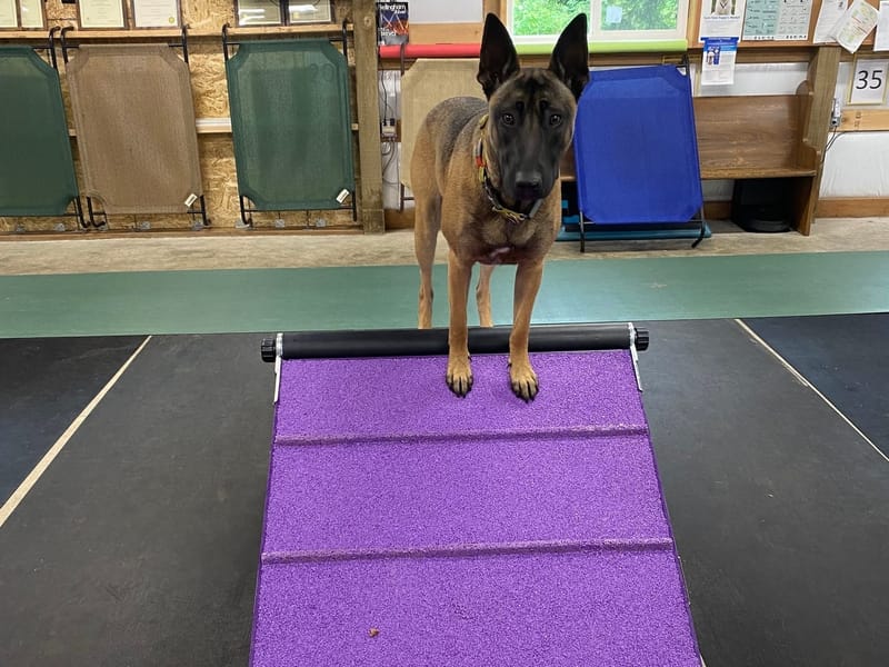 Advance Agility Saturday afternoon; Saturdays 1:30pm to 3:00pm Oct/Nov/Dec 2025