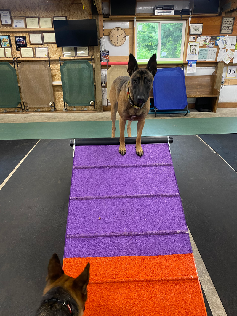 Agility Workshop Working Dog Spot Saturday