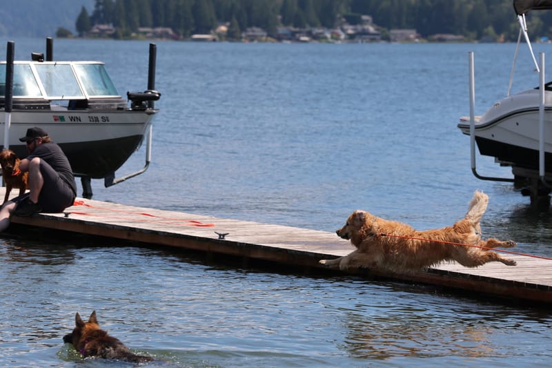 Docking Diving Sundays 2:00pm July/Aug/Sept 2026