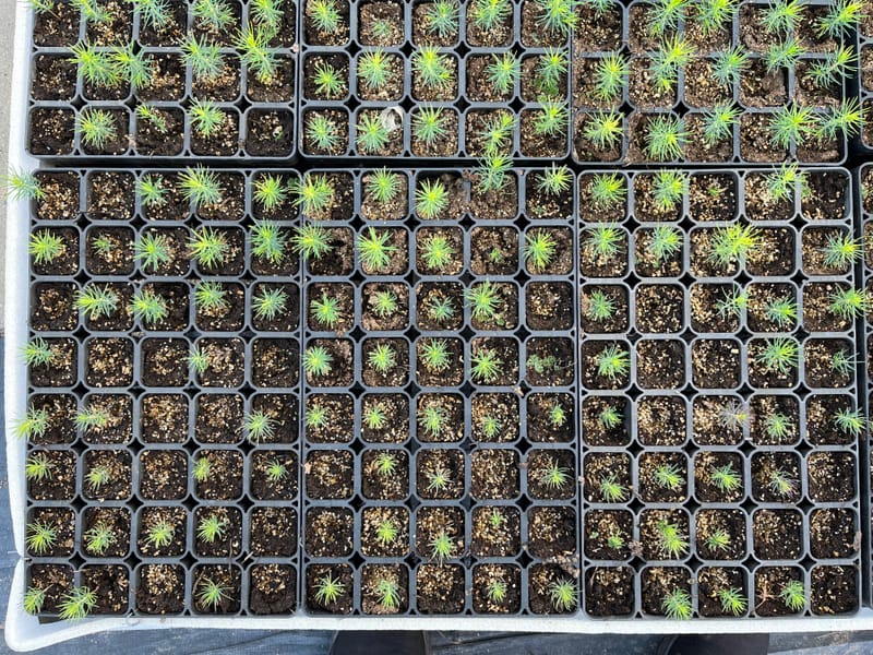 Projekta nr. 23-00-A01612-000002 “Automatizēta kokaudzētavu stādu attīstības, veselības, aizzēluma kontroles sistēmas izveidošana” rezultātu prezentācija