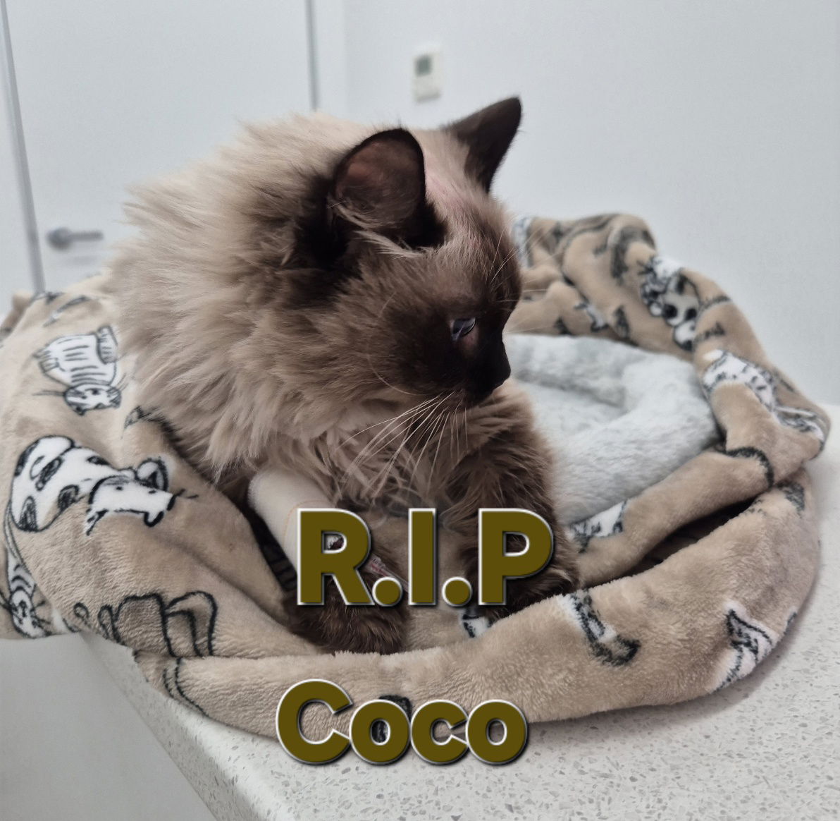 Coco - R.I.P