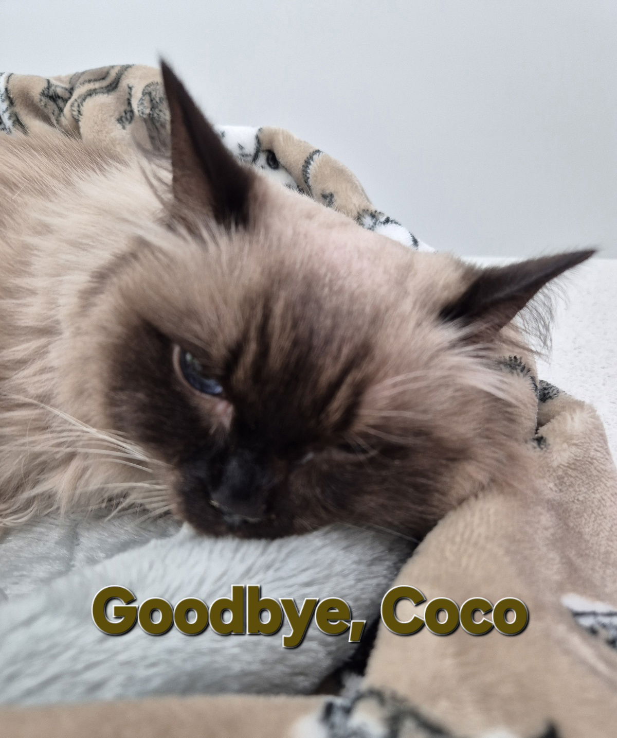Coco - You will live in my Heart