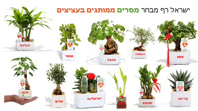 מתנות לשנה החדשה, מתנות לטו בשבט, ללקוחות ולעובדים עציץ עם מסר אישי ממותג