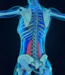 LE PSOAS (muscle des émotions)