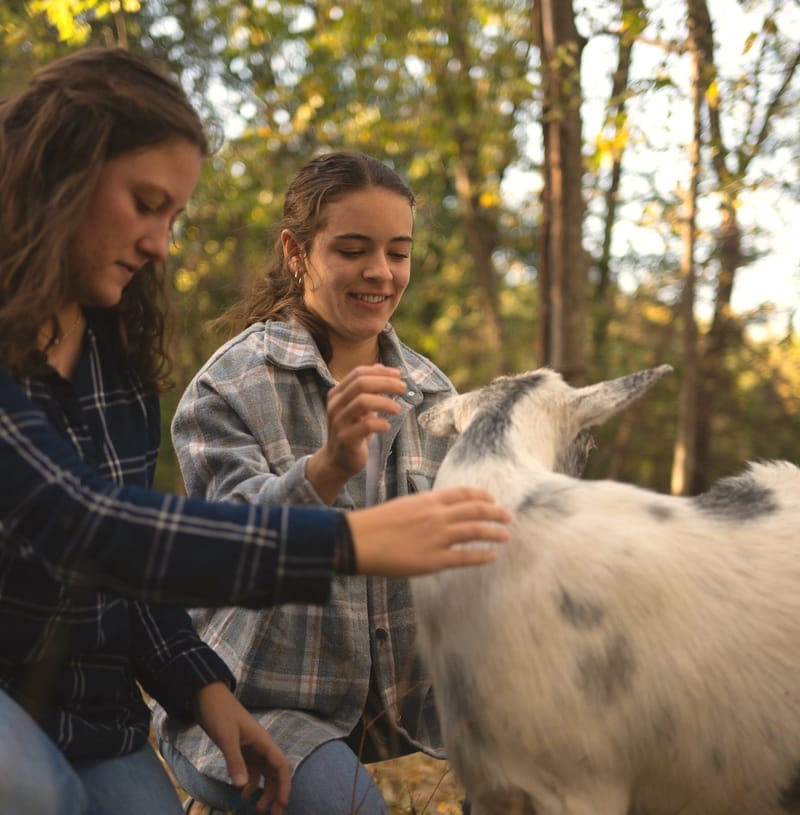 Forest Goat Reiki Meditation