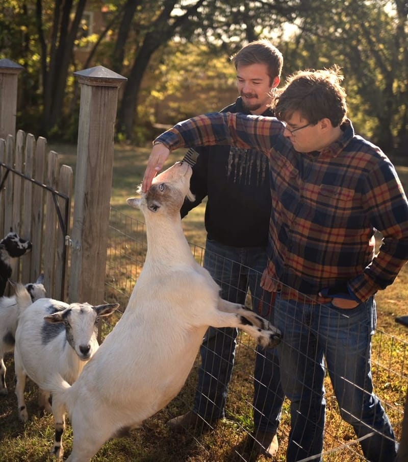 Goat Play Time