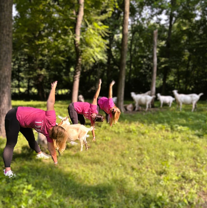 Goat Yoga