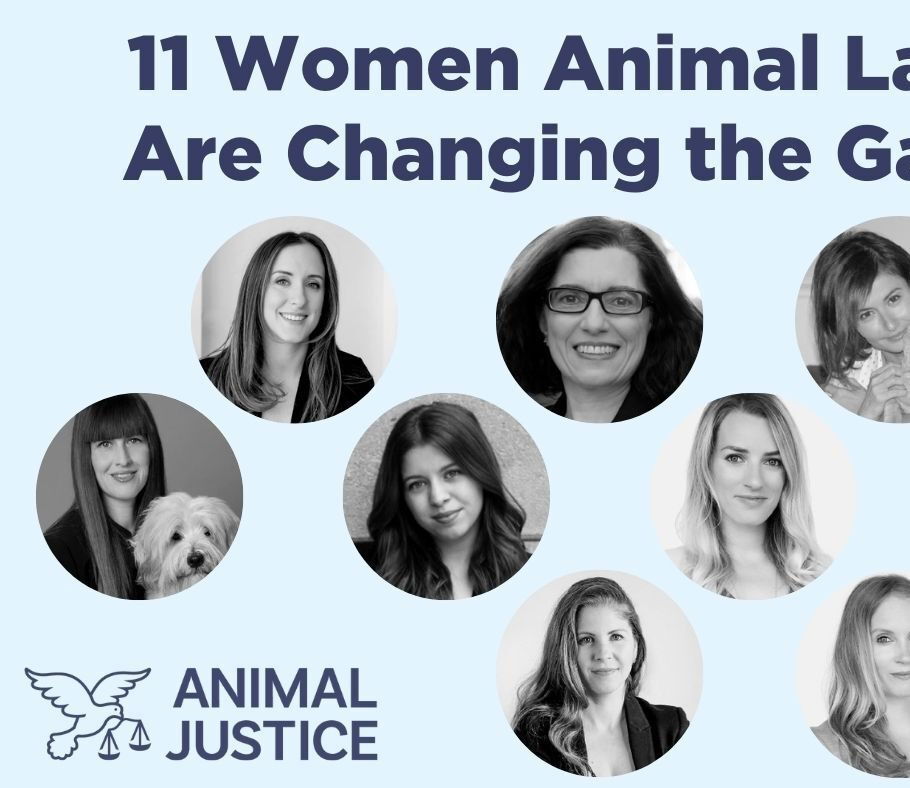 11 Women Animal Lawyers Who Are Changing the Game in 2024, Animal Justice Blog, March 8, 2024