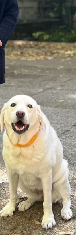 Battle over who should look after retired Toronto trauma dog heads to court, Global News, October 6, 2025