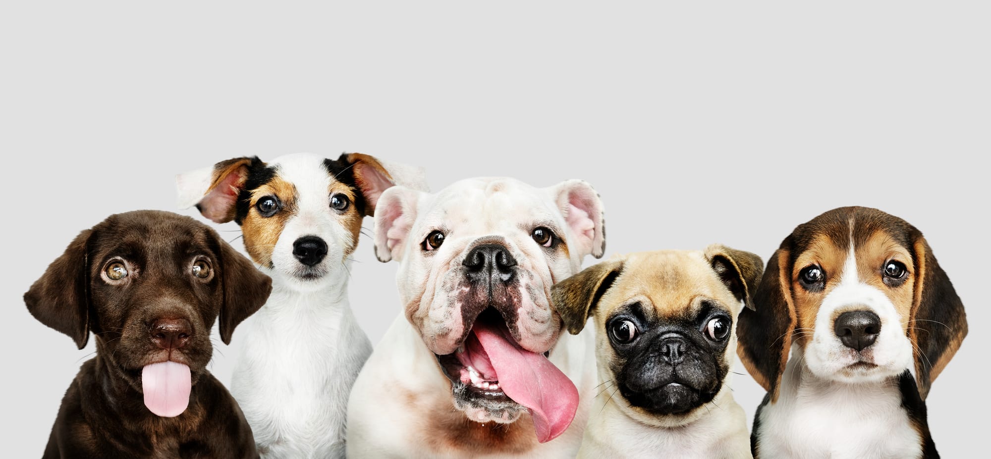 SPCA calls for stronger protection of animals under N.W.T. legislation, CBC News, April 21, 2026