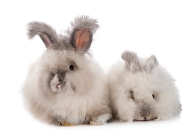 English Angora