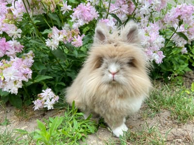 Lionhead