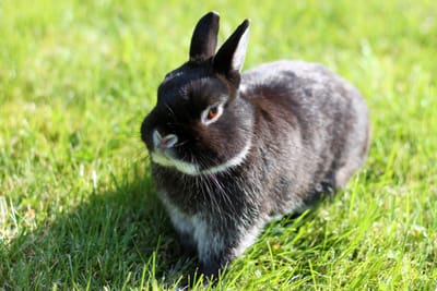 Netherland dwarf
