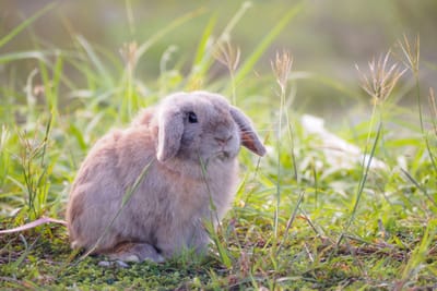 Holland lop