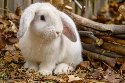 Mini lop