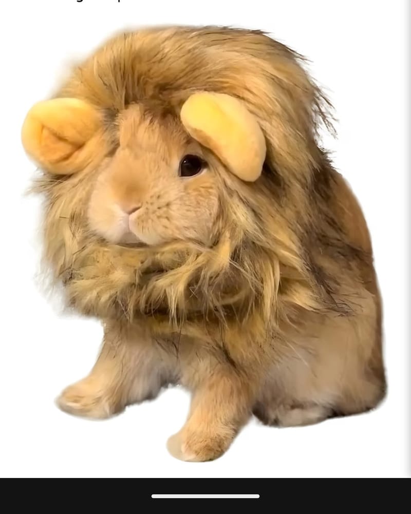 Lion mane bunny