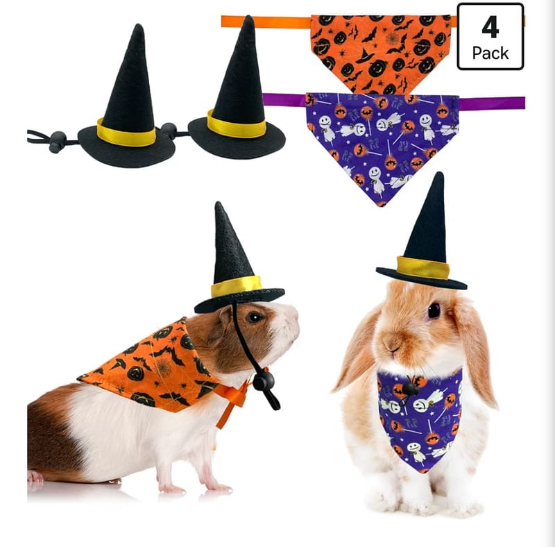 Wizard bunny
