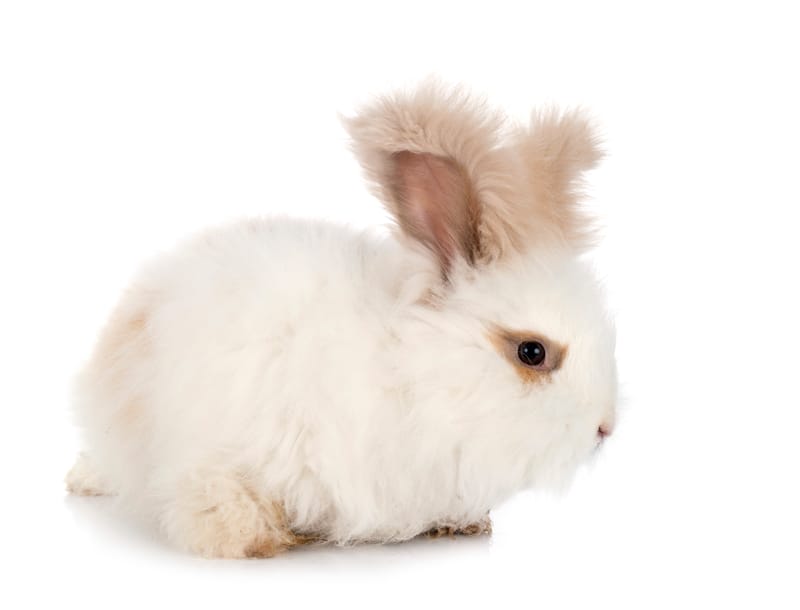 Alpine Rabbitry & More..