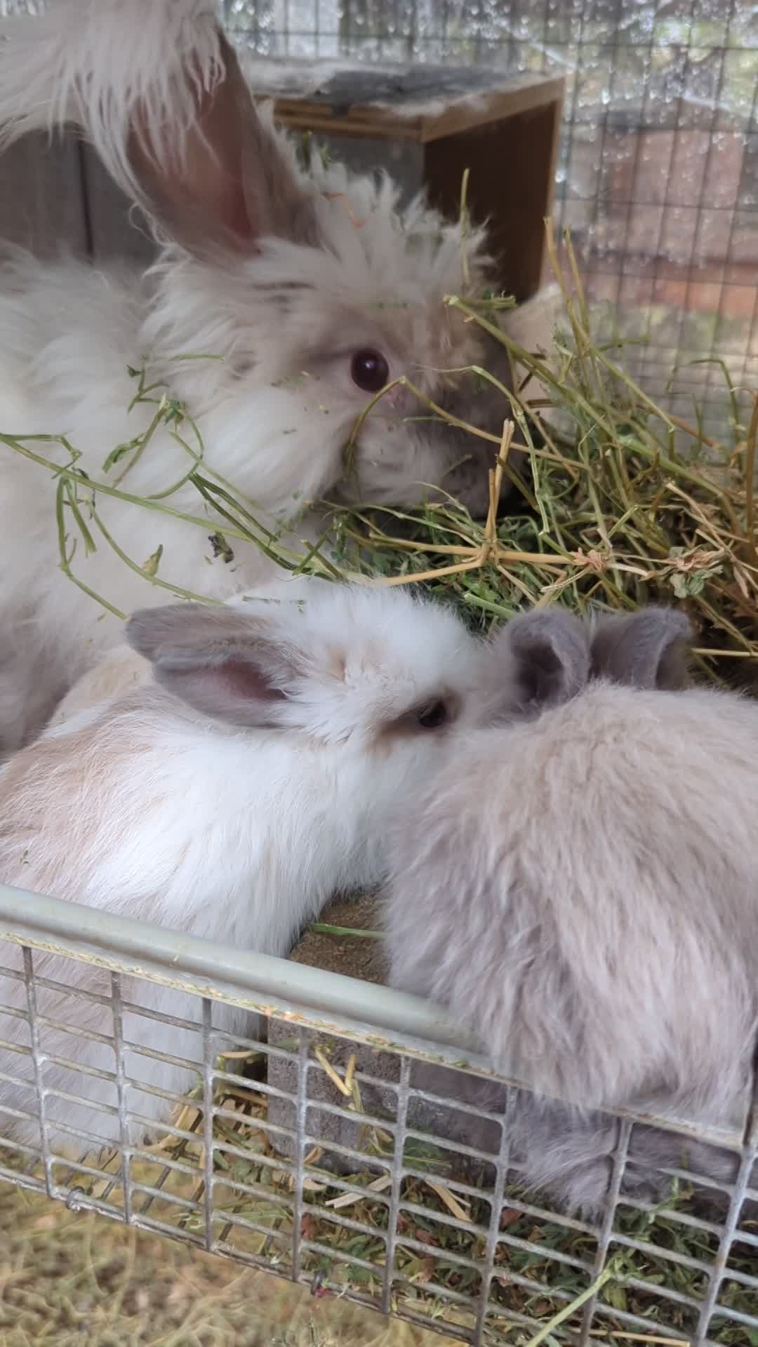 English Angora babies  thumbnail