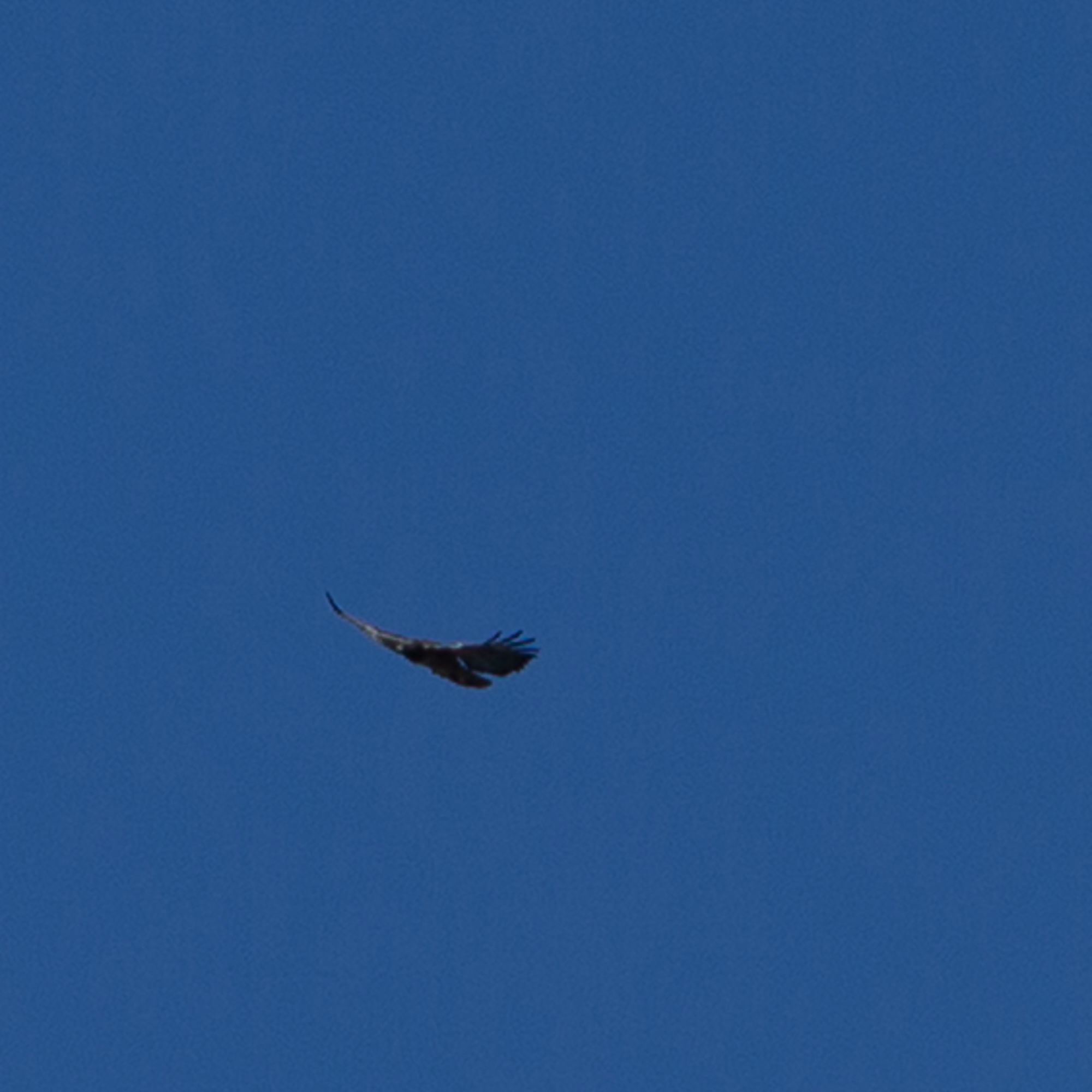 Hawk at the viewing site