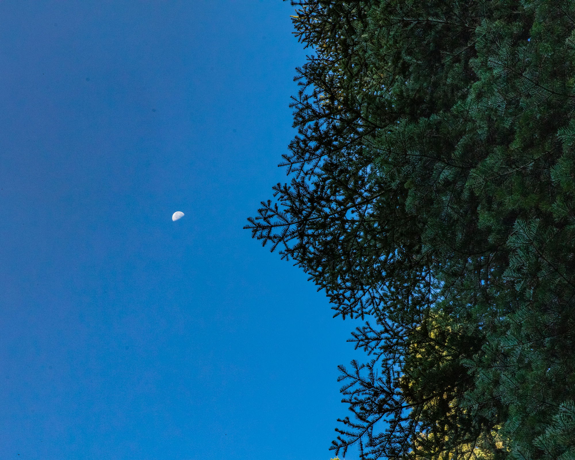The moon