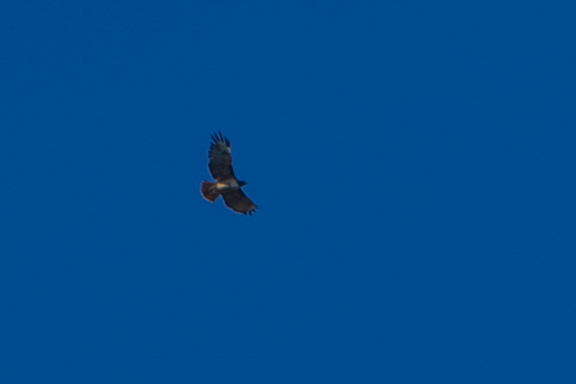 Hawk at the viewing site