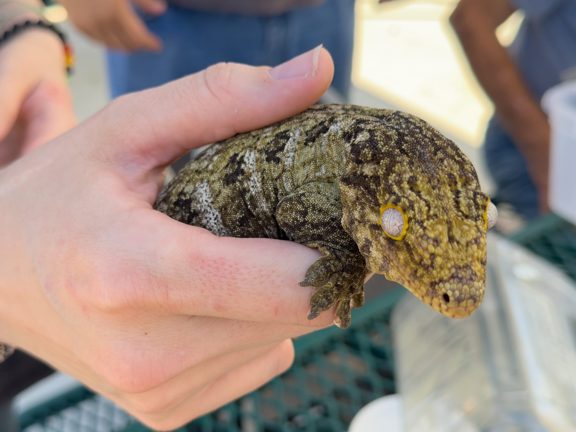 New Caledonian Giant Gecko