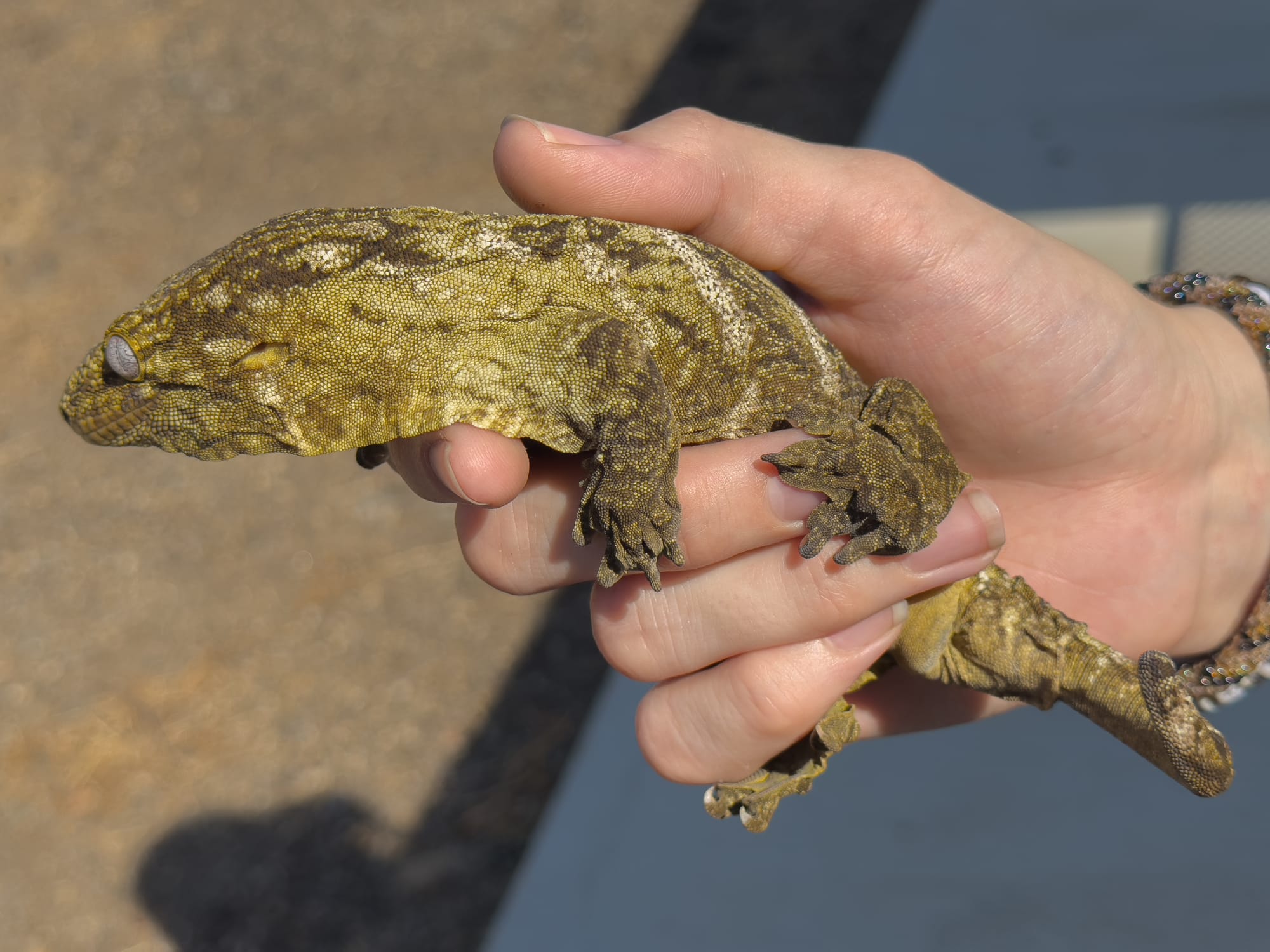 New Caledonian Giant Gecko