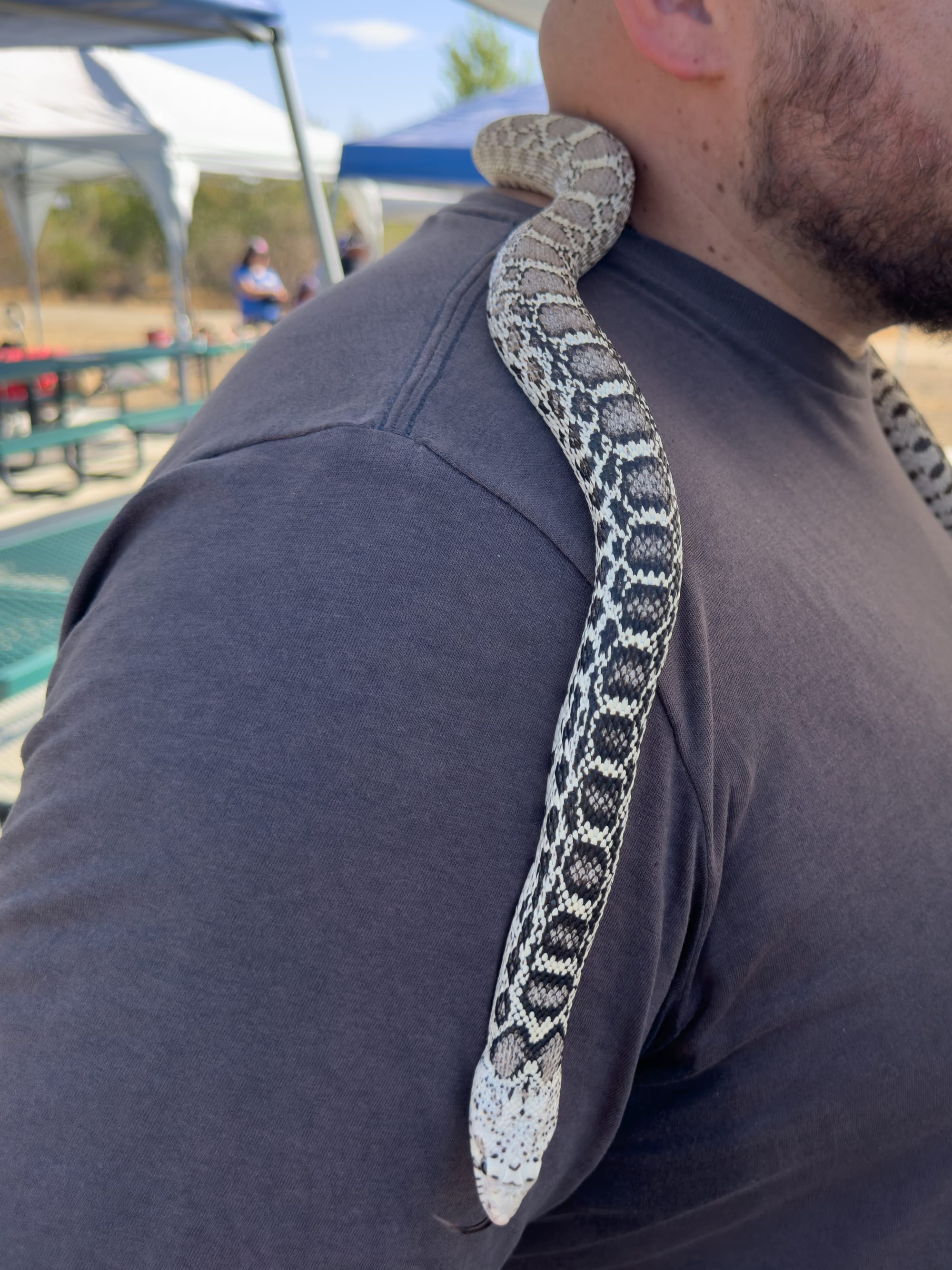 Bullhead snake