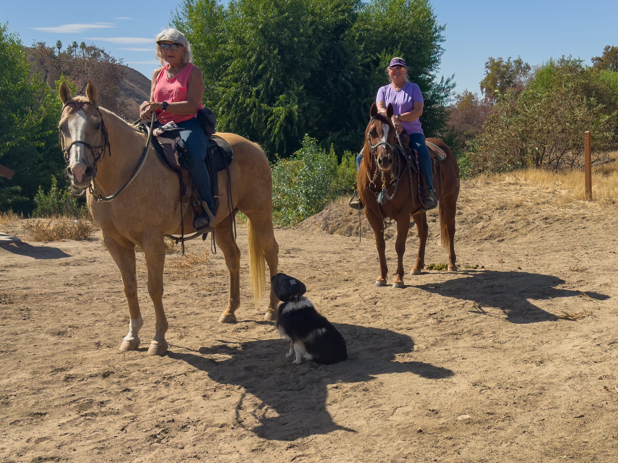 Horse for child photos