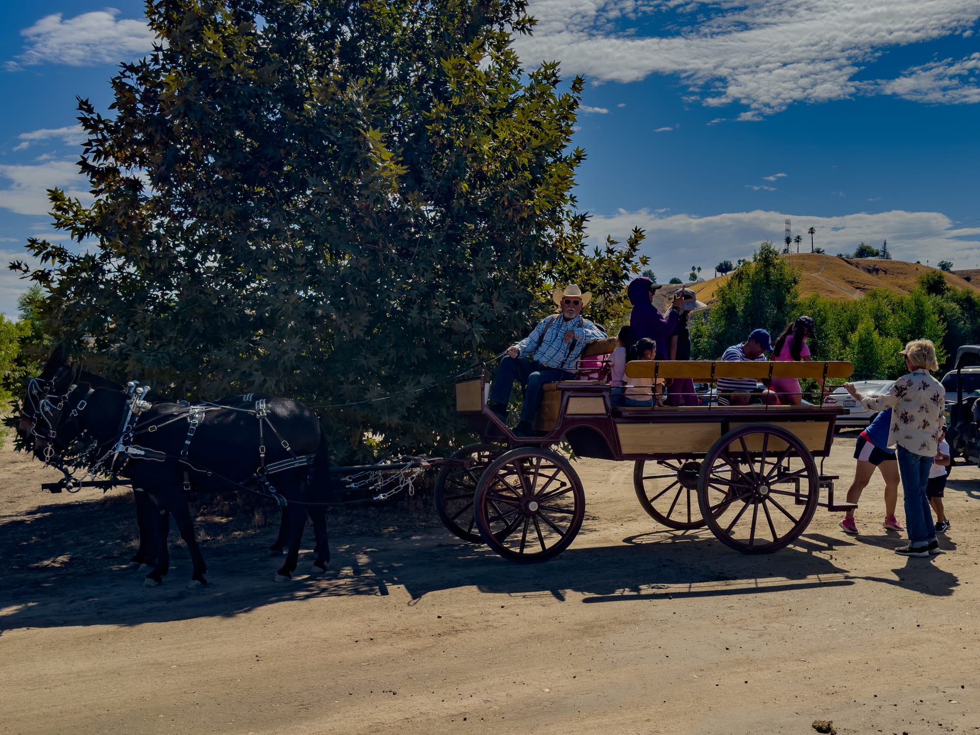 Donkey drawn wagon for rides