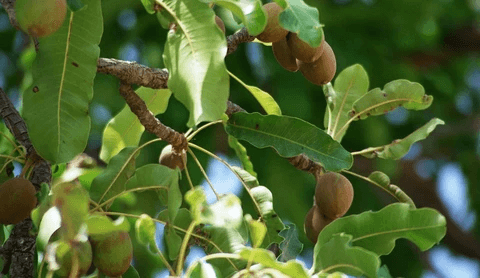 shea butter karite tree