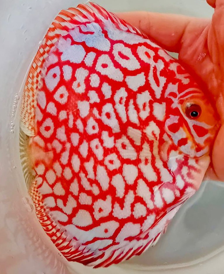 Discus SG Discus Lainate PREORDINE MENSILE - Alex's zebra