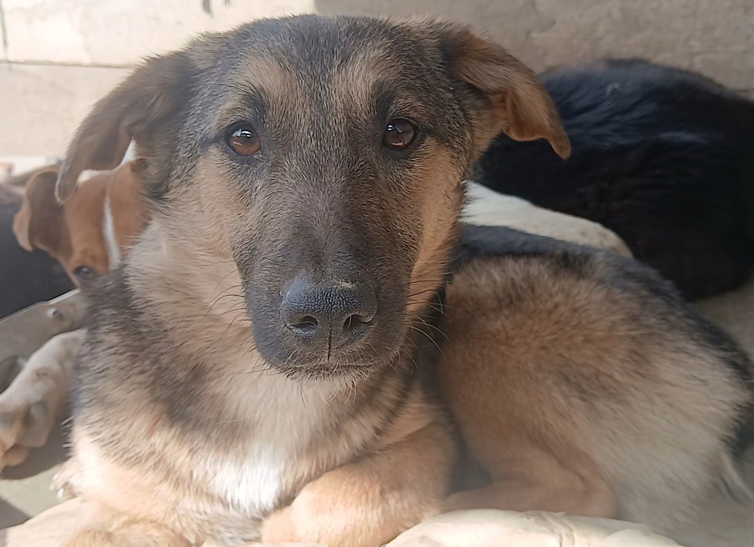 Amara