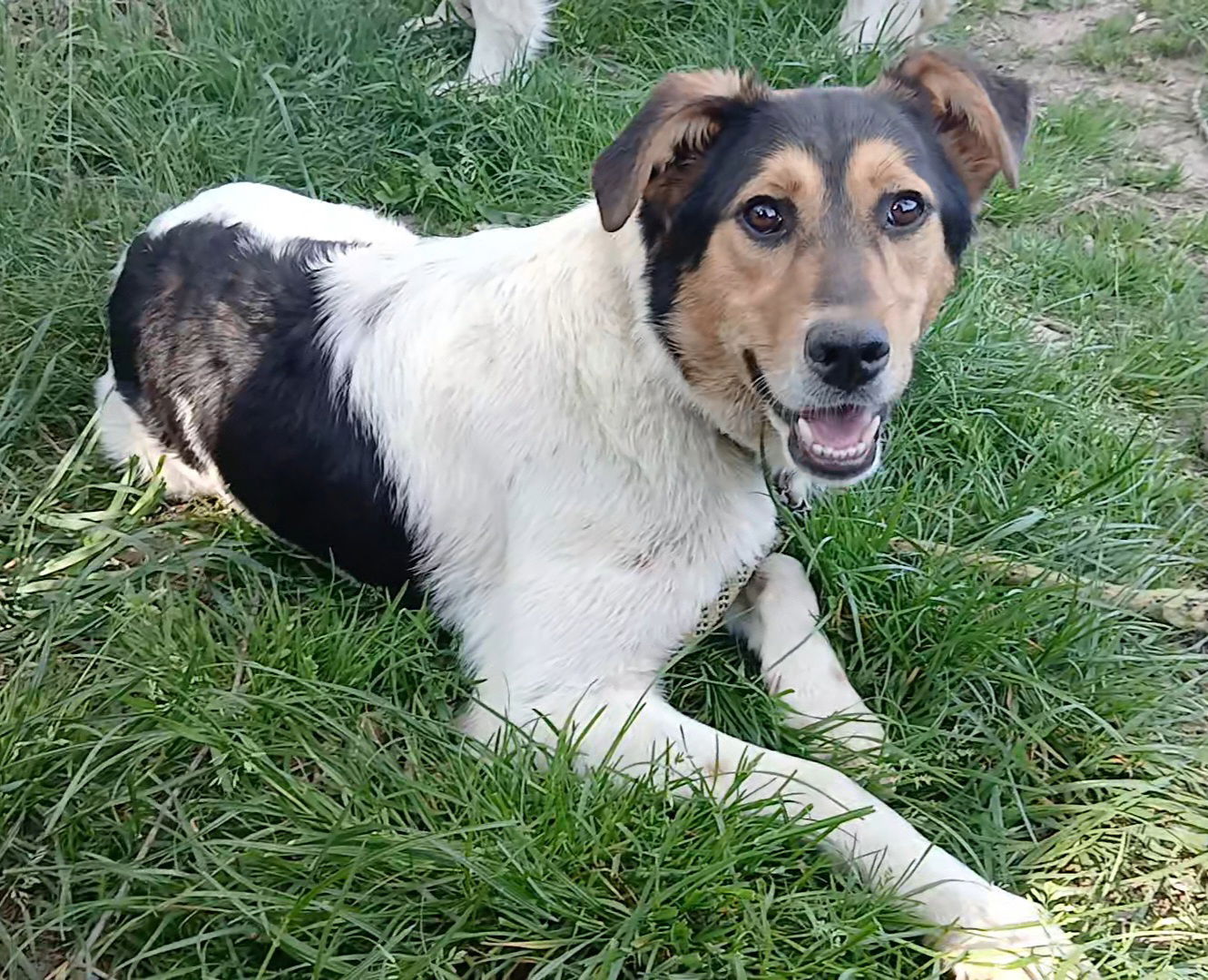 Lupo