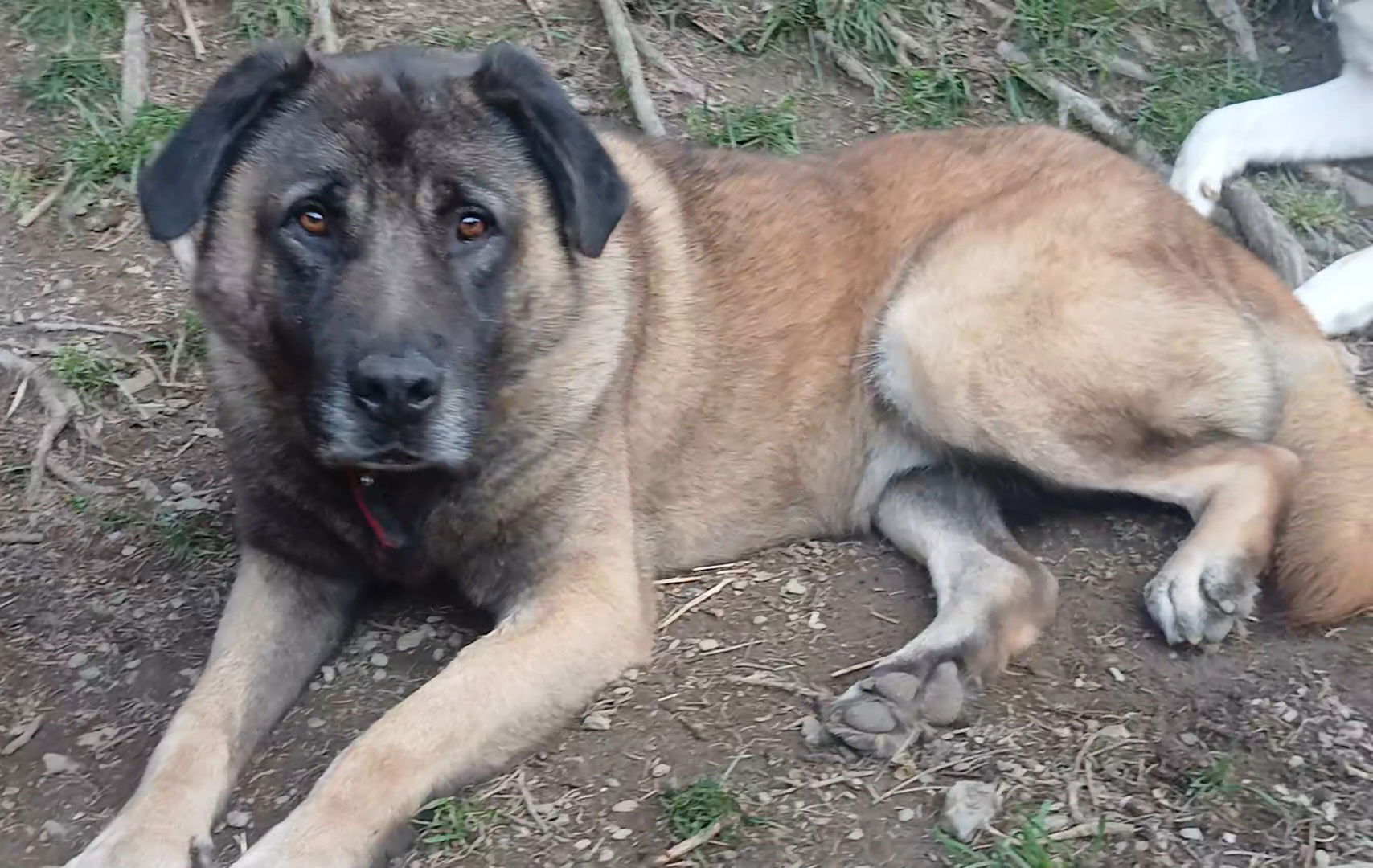 Balu