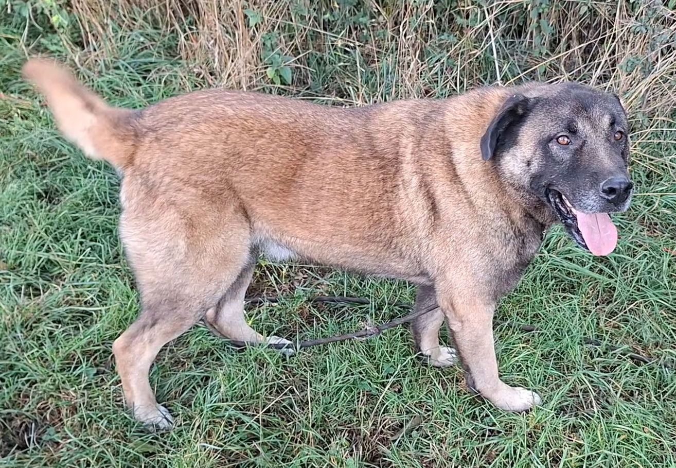 Balu